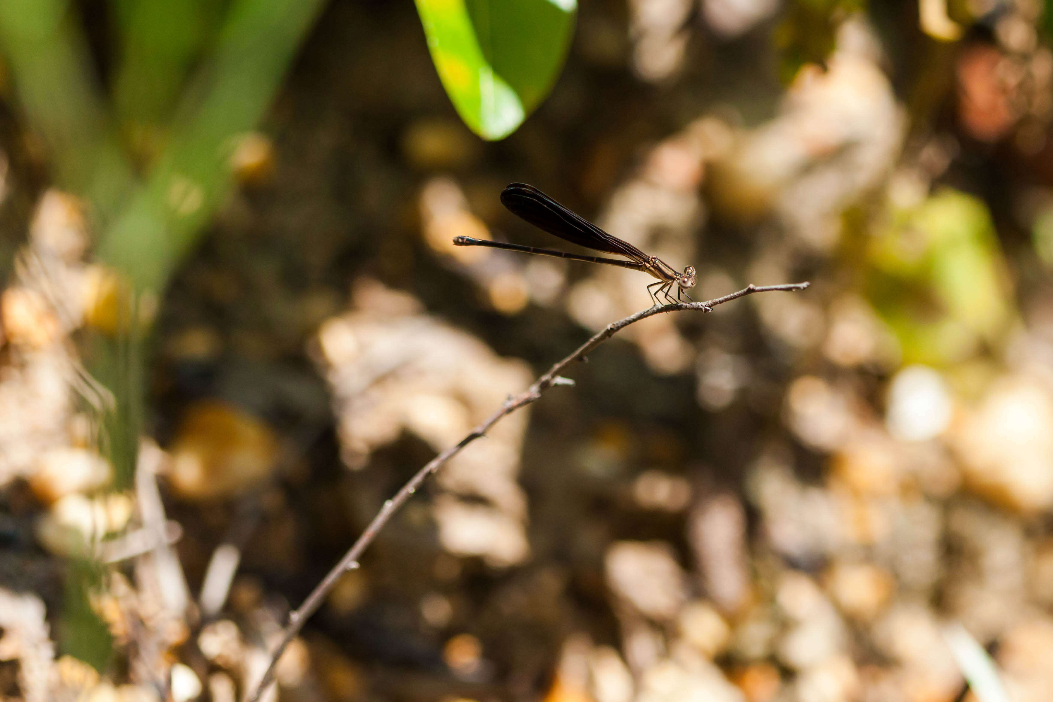 Image of Variable Dancer