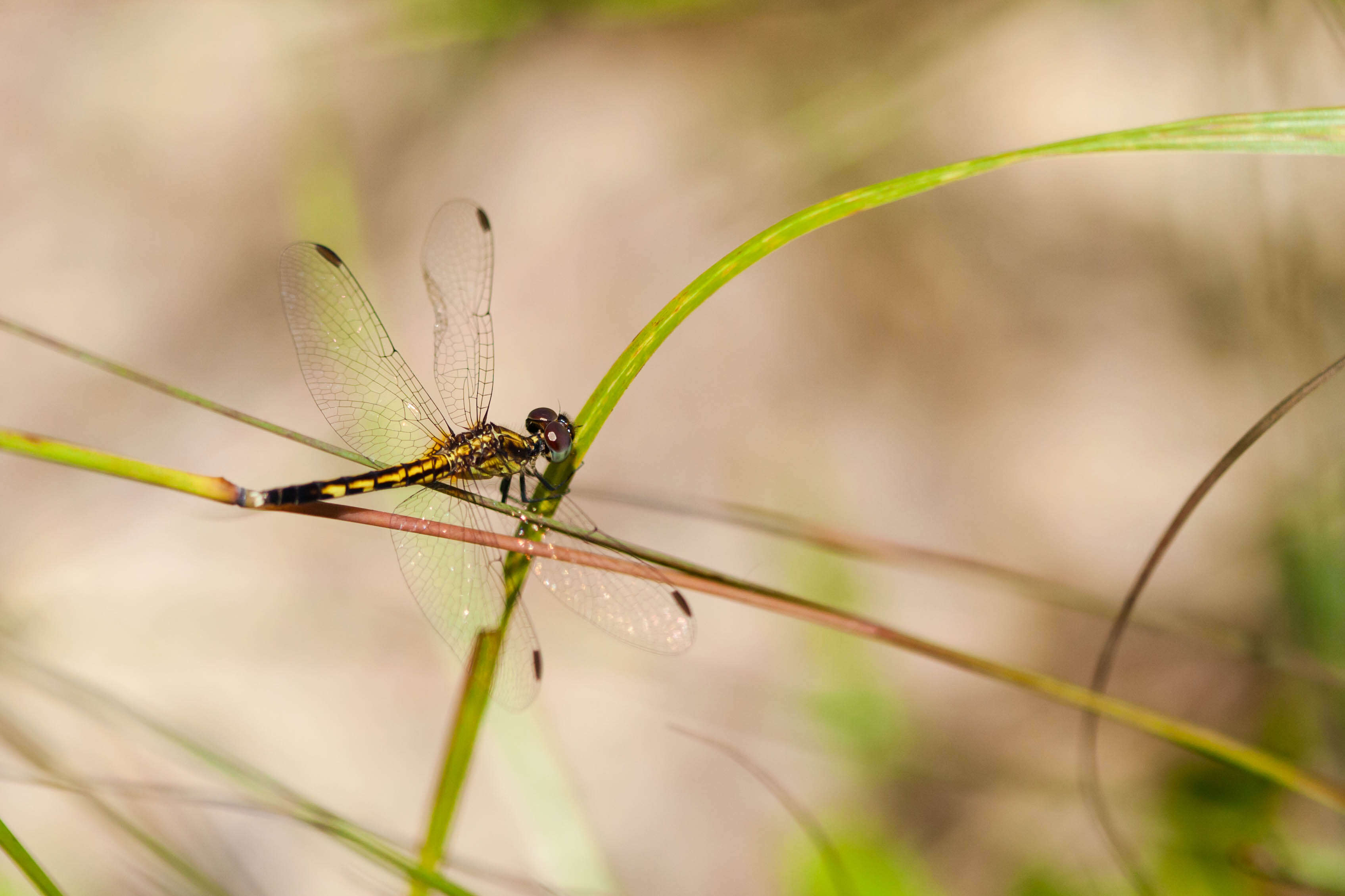 Image of Little Blue Dragonlet