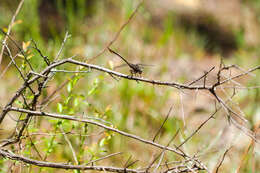 Image of Two-striped Forceptail