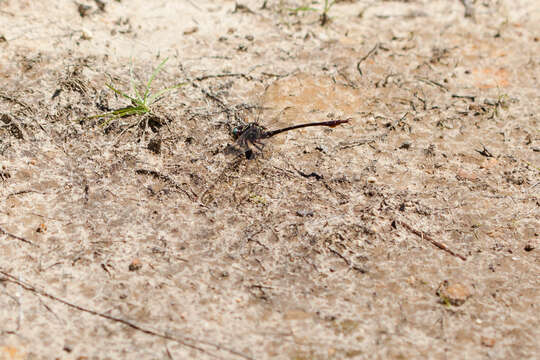 Image of Two-striped Forceptail