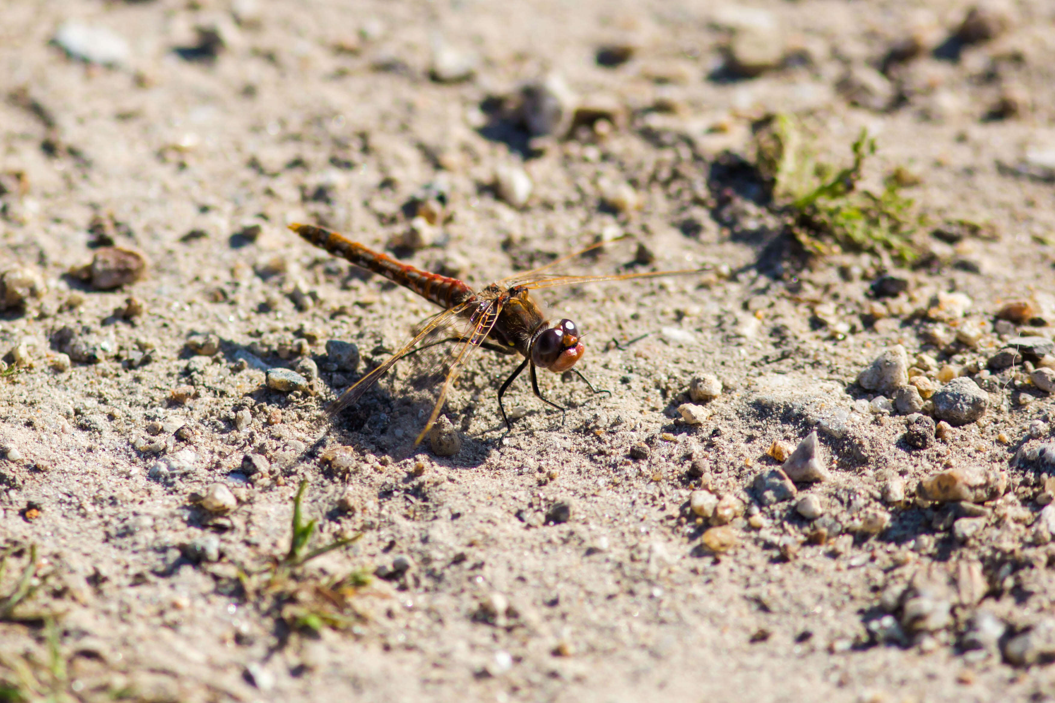 Image of Variegated Meadowhawk