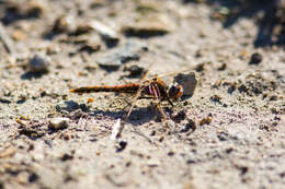 Image of Variegated Meadowhawk