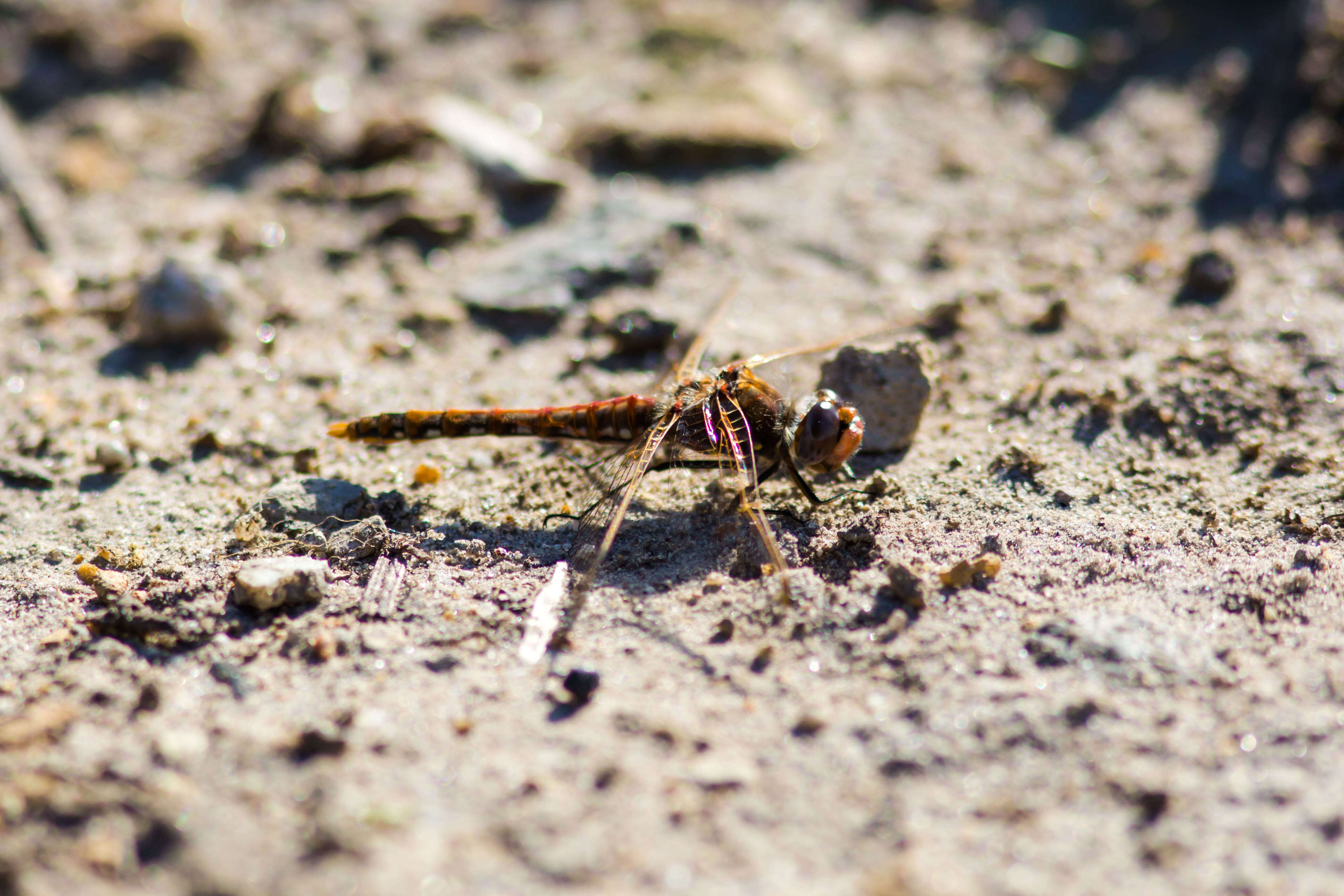 Image of Variegated Meadowhawk