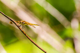 Image of Painted Skimmer