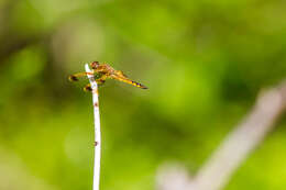 Image of Painted Skimmer