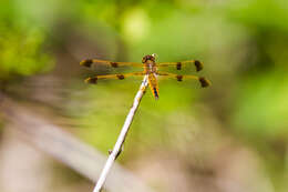 Image of Painted Skimmer