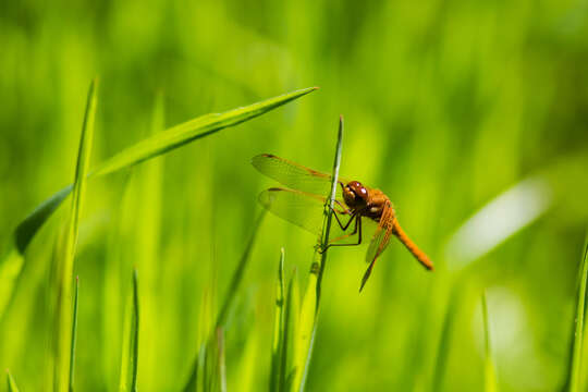 Image of Cardinal Meadowhawk