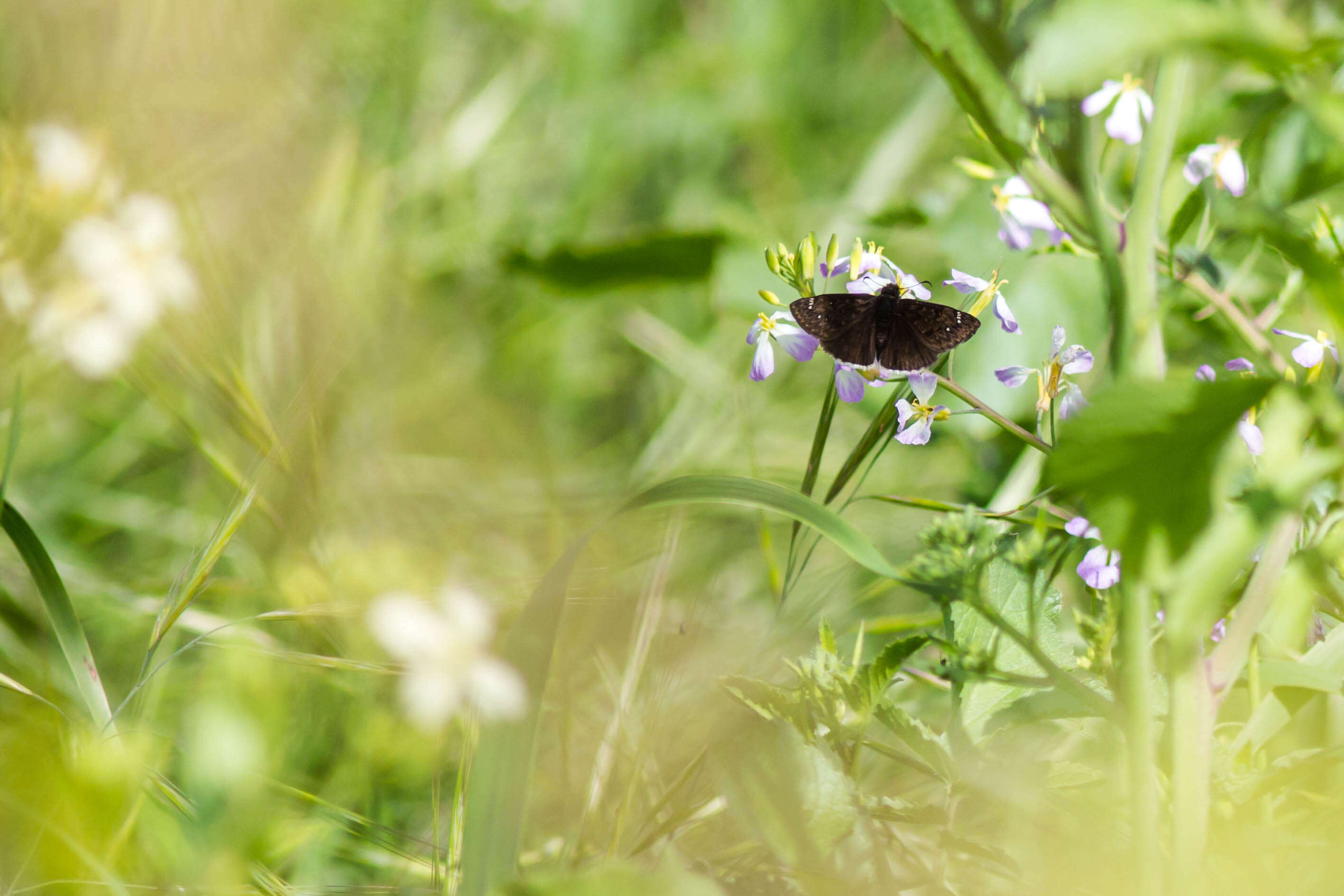 Image of Funereal Duskywing