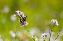 Image of Anise Swallowtail