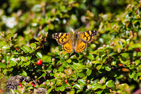 Image of Vanessa annabella