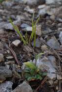 Image of alpine rockcress