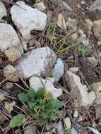 Image of alpine rockcress