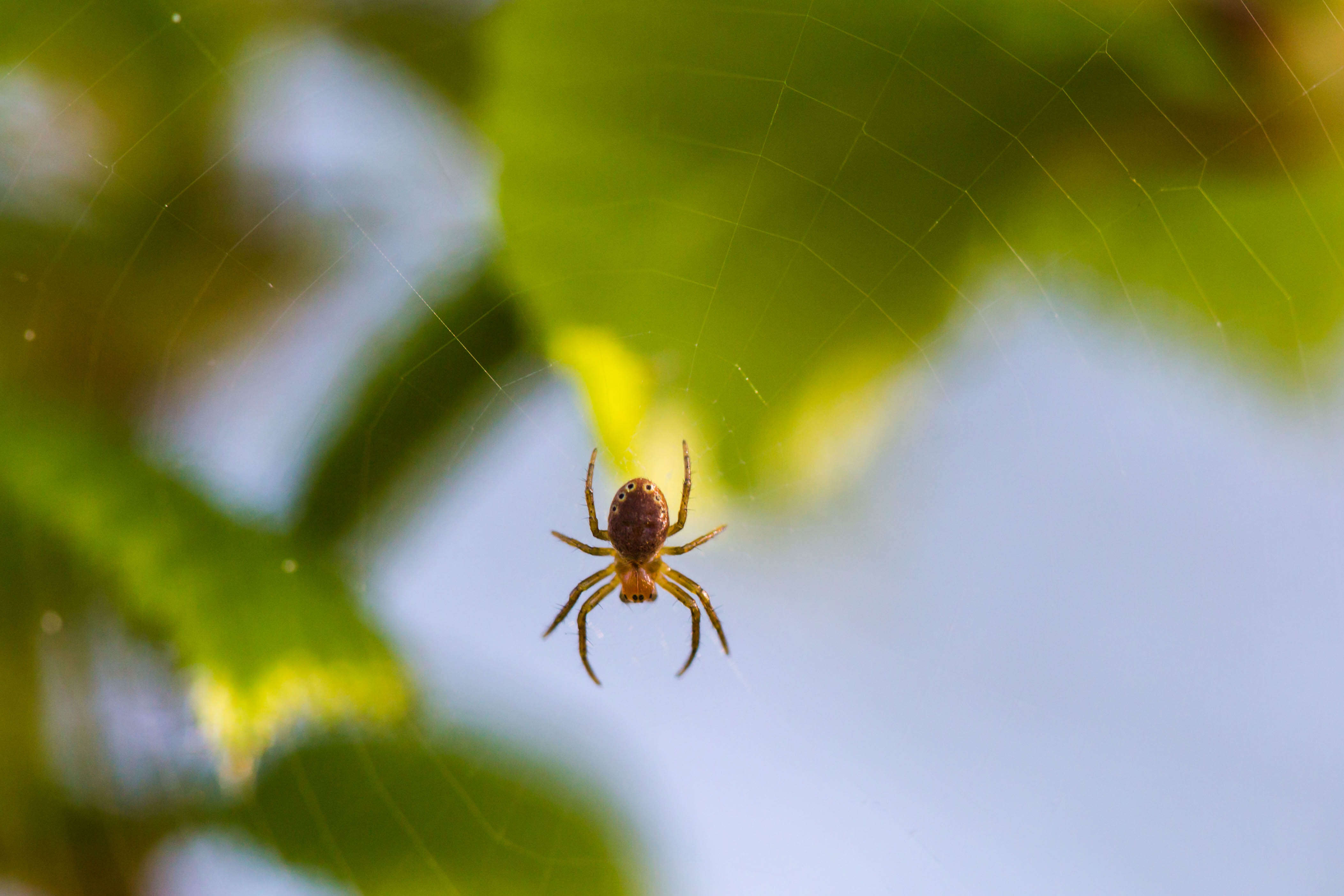 Image of Six-spotted Yellow Orbweaver