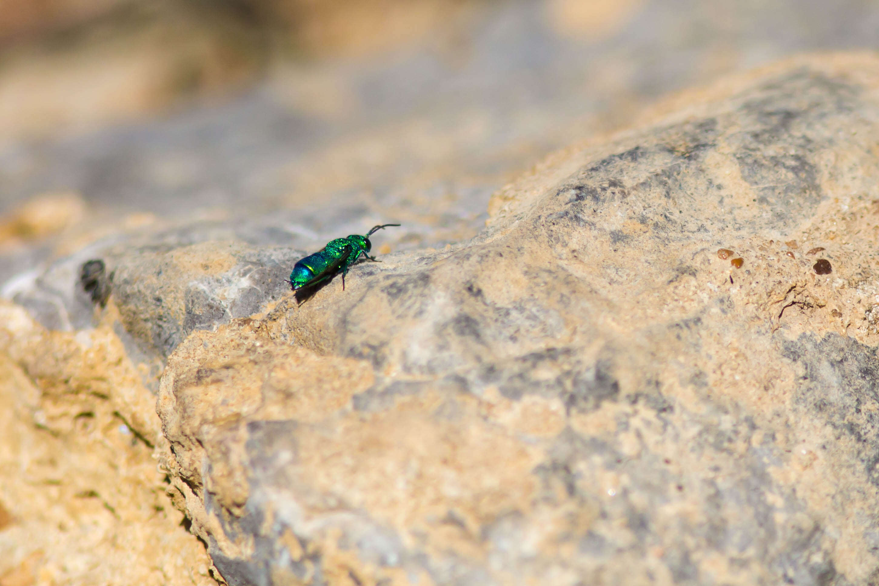 Image of Chrysidoidea