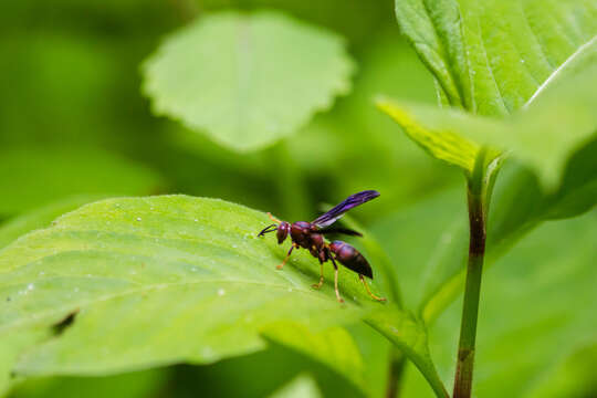 Imagem de Polistes metricus Say 1831