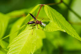 Image of Polistes metricus Say 1831