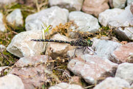 Image of Pygmy Darners