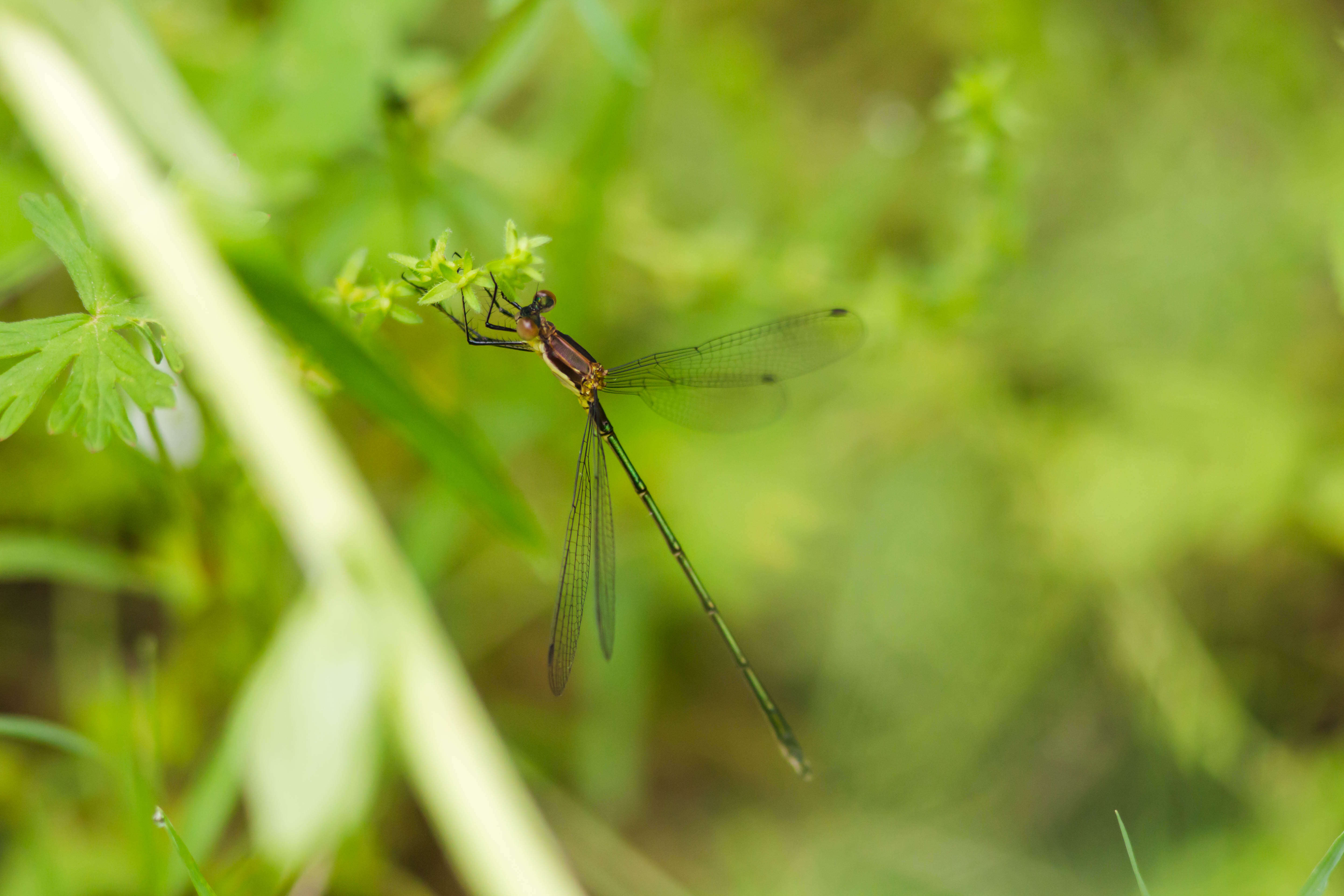 Lestes vigilax Hagen ex Selys 1862 resmi