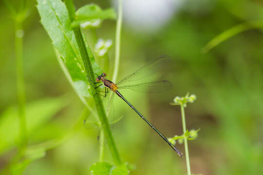 Image of Swamp Spreadwing