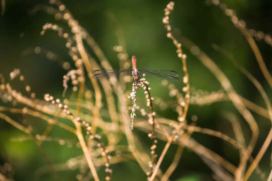 Image of Roseate Skimmer