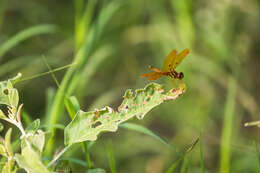 Image of Eastern Amberwing