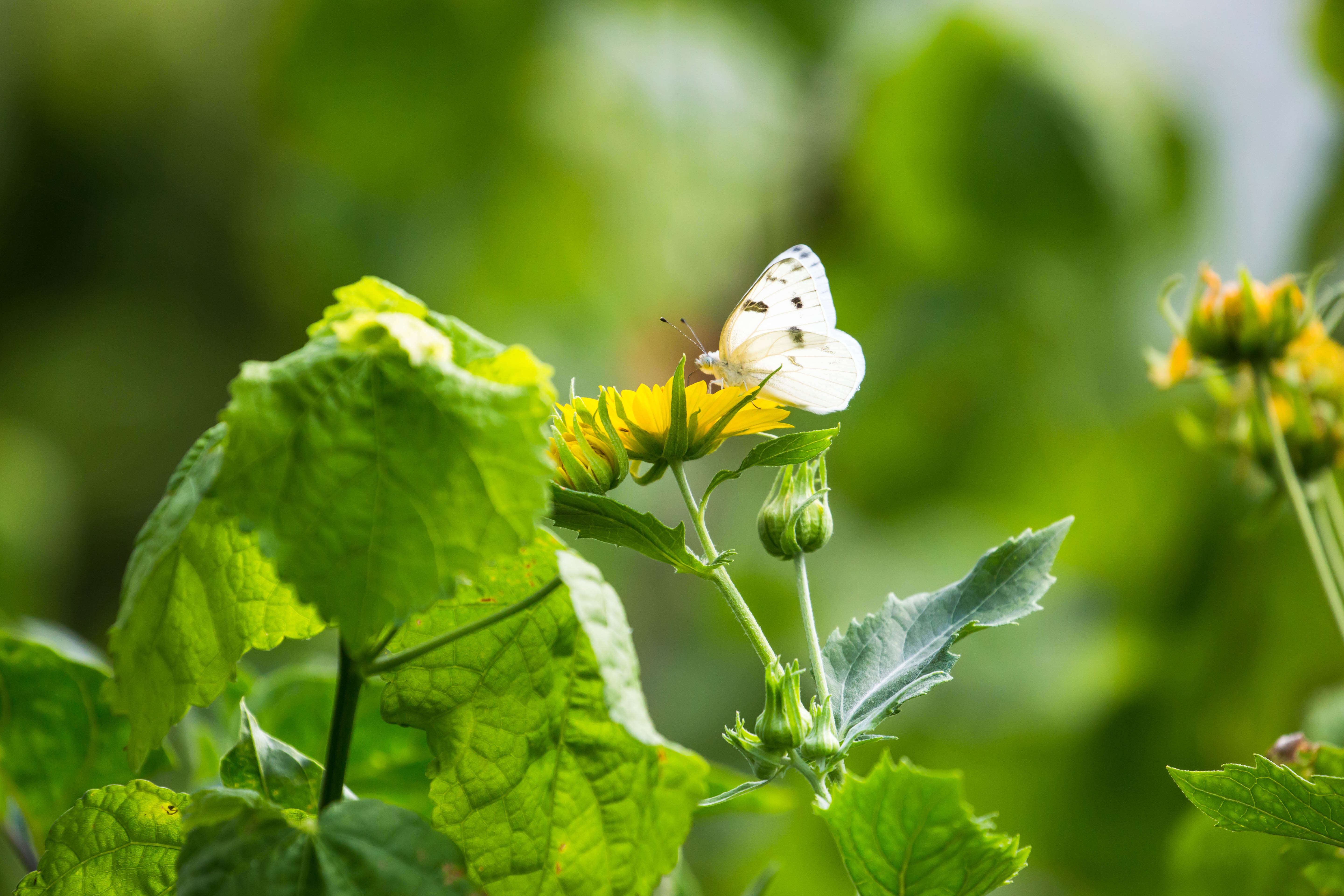 Image of Checkered White