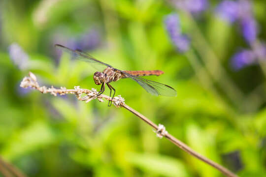 Image of Roseate Skimmer