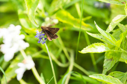 Image of Clouded Skipper