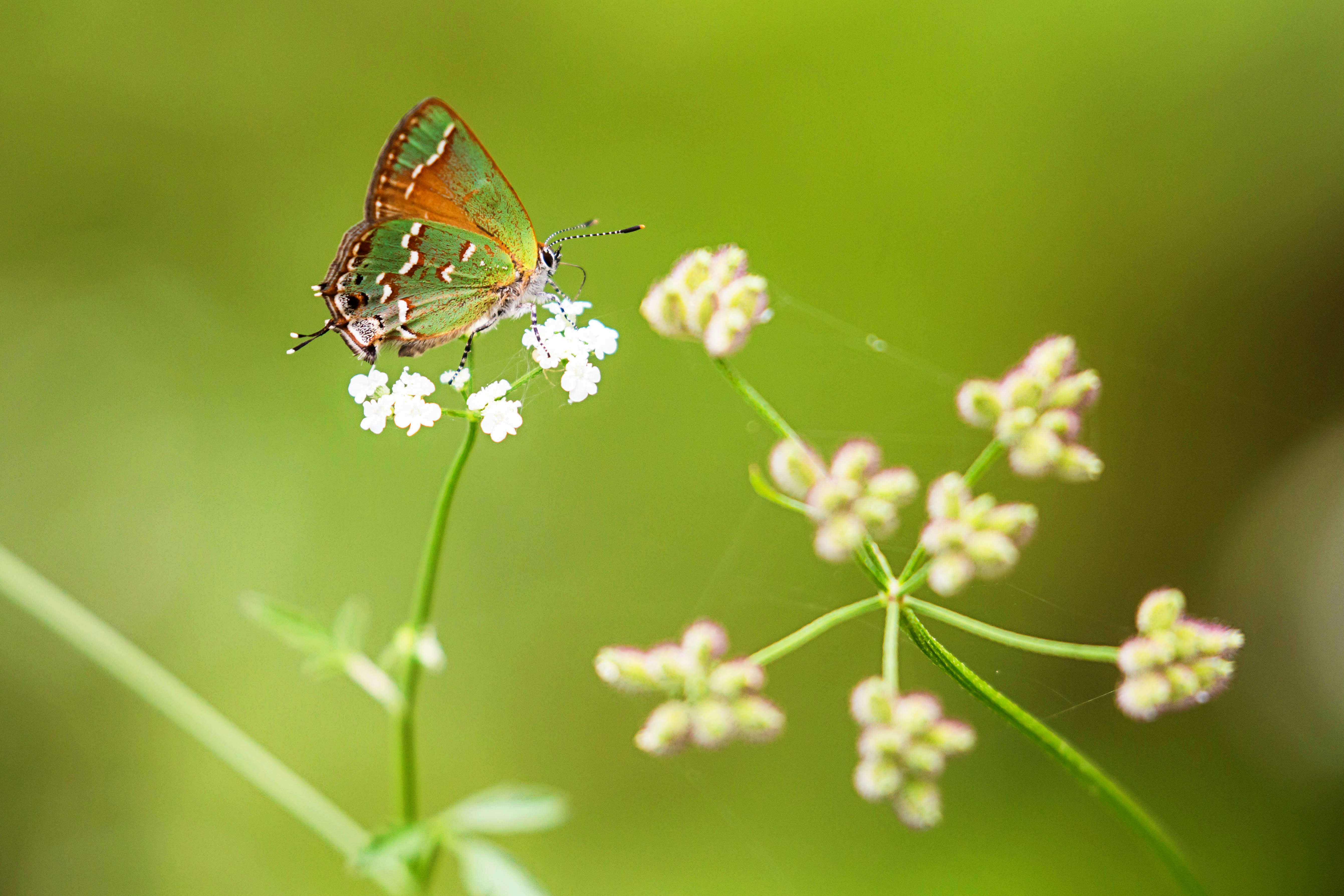 Plancia ëd Callophrys gryneus