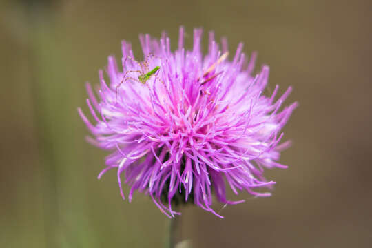 Image of Peucetia