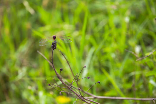 Image of Roseate Skimmer