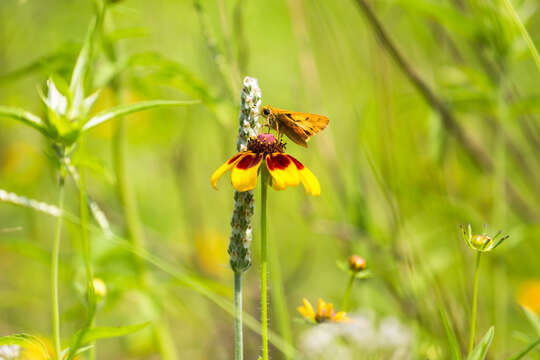 Image of Hylephila phyleus