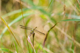 صورة Erpetogomphus designatus Hagen ex Selys 1858