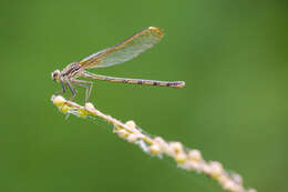 Hetaerina americana (Fabricius 1798) resmi