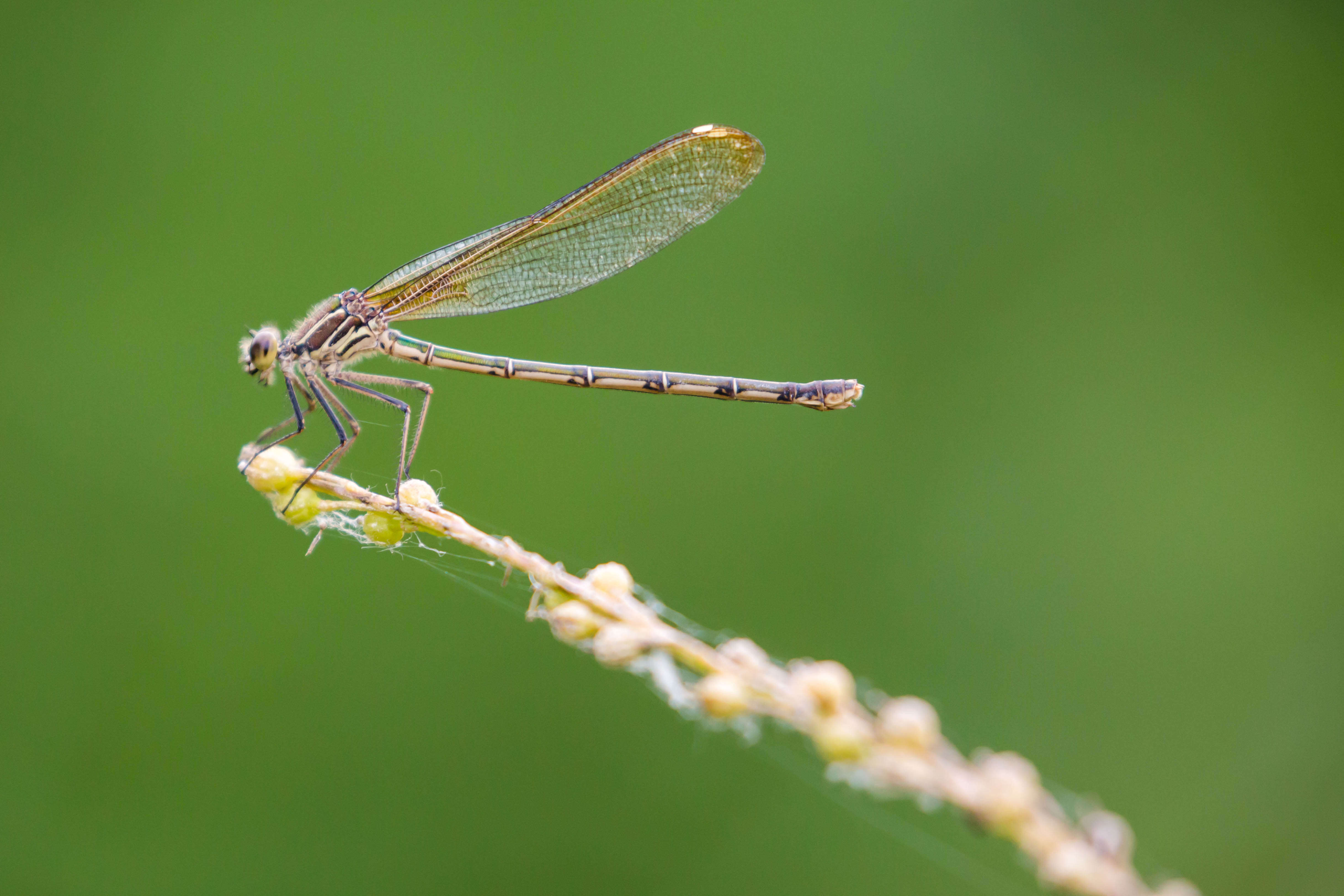 Hetaerina americana (Fabricius 1798) resmi