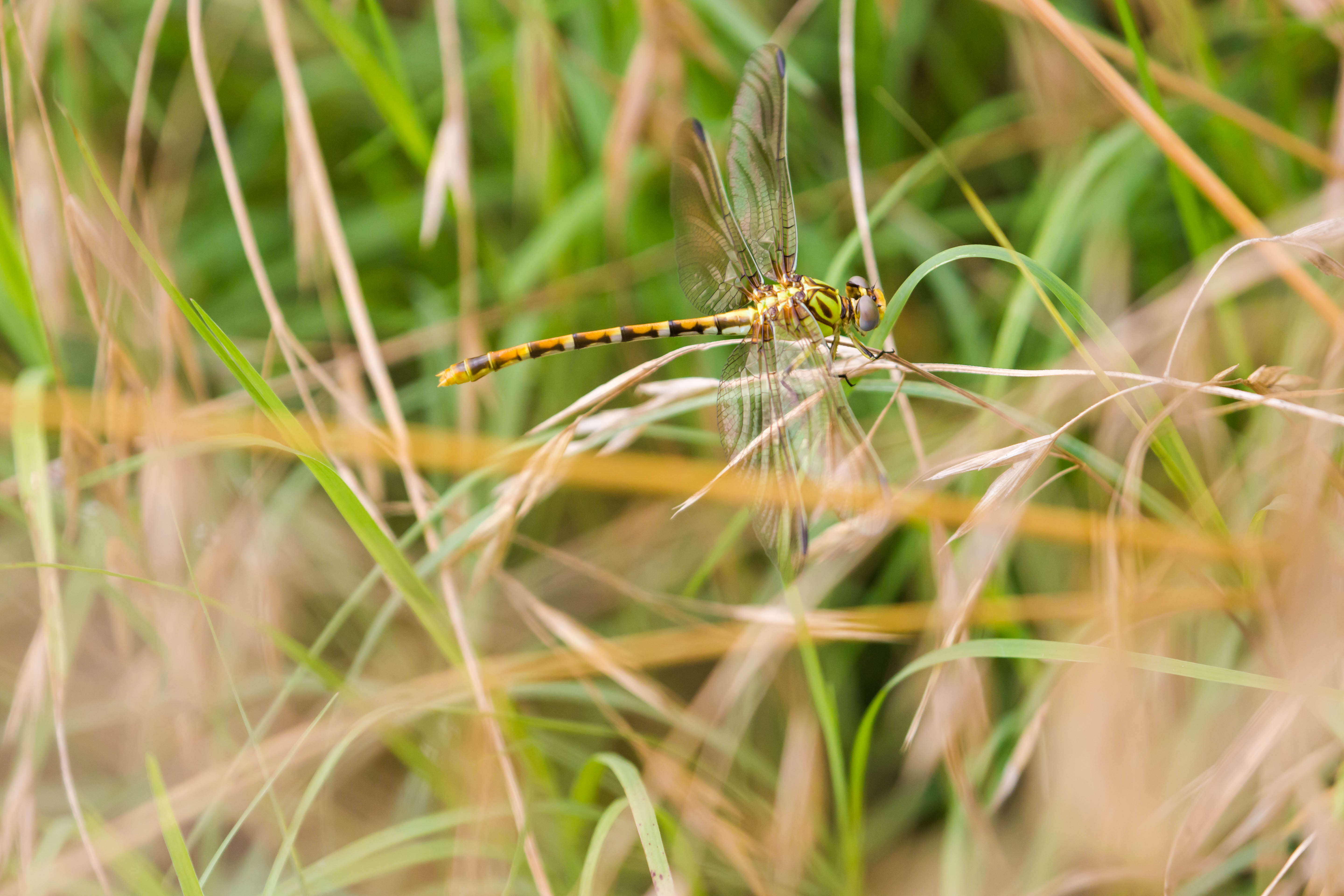 Imagem de Erpetogomphus designatus Hagen ex Selys 1858