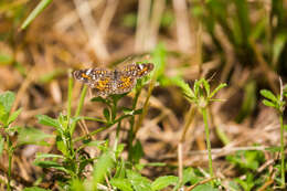 Image of Phaon Crescent