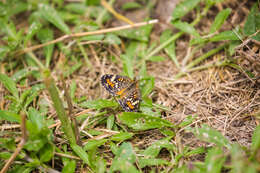 Image of Phaon Crescent