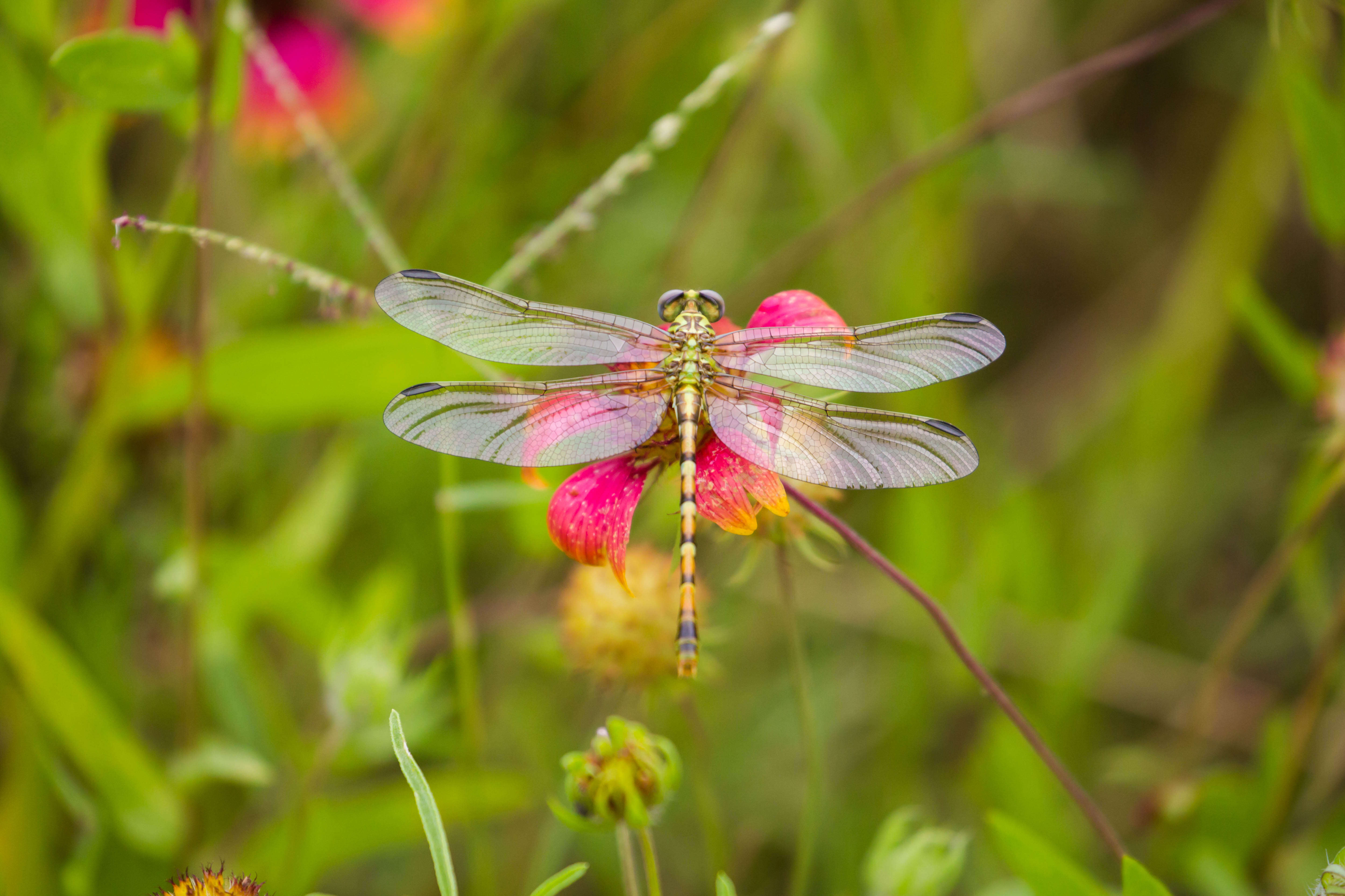 صورة Erpetogomphus designatus Hagen ex Selys 1858