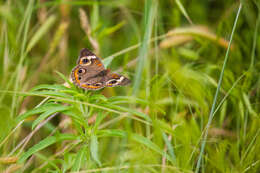 Image of Common buckeye