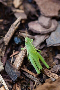 Image of Green-striped Grasshopper