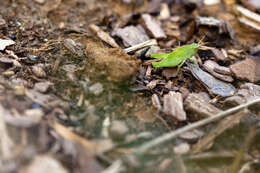 Image of Green-striped Grasshopper