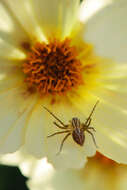 Image of lynx spiders