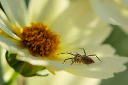 Image of lynx spiders