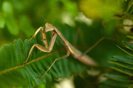 Image of Chinese mantis