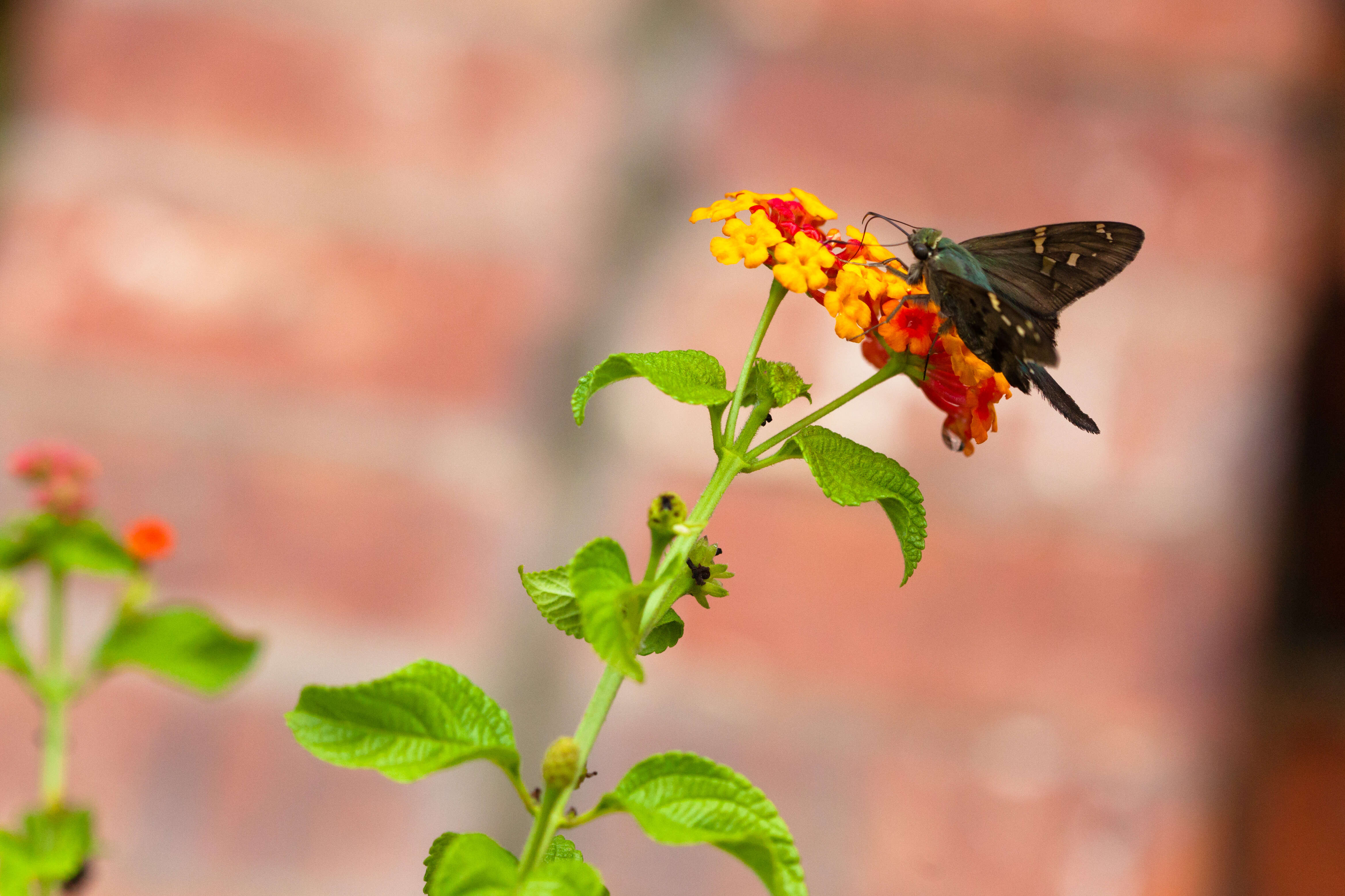 Image of Long-tailed Skipper