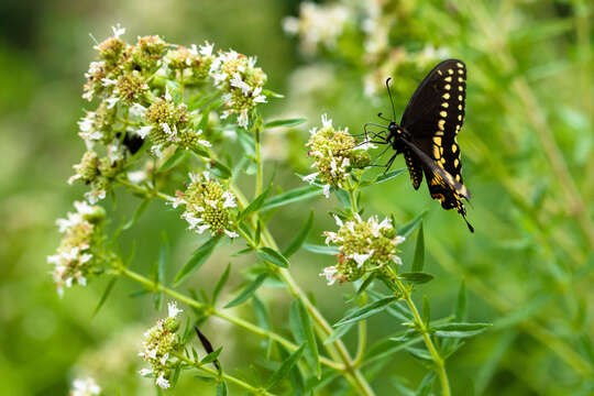 Image of Black Swallowtail