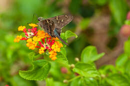 Image of Long-tailed Skipper