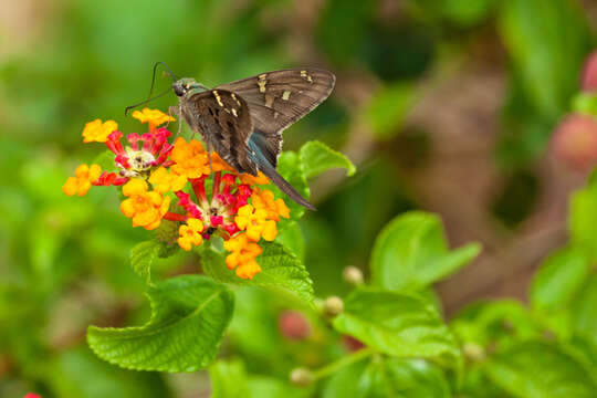 Image of Long-tailed Skipper