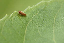 Image of Gray Lawn Leafhopper